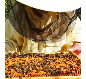 Descubre el fascinante mundo de las abejas