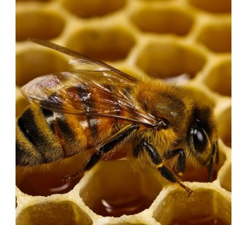 Descubre el fascinante mundo de las abejas en familia