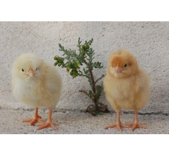 Cuidado de dos pollitos en casa   visita al gallinero