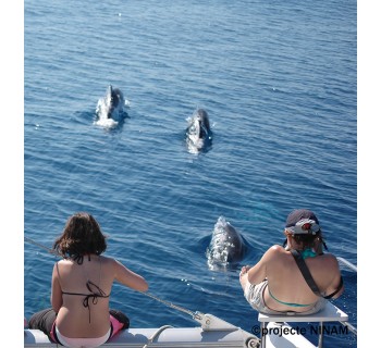 Ruta de los delfines de Cadaqués