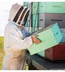 Conoce el mundo de la apicultura
