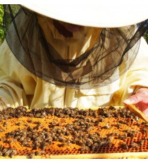 Descubre el fascinante mundo de las abejas en familia
