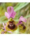 Introducción al mundo de las orquídeas