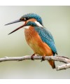 Iniciación a la ornitología en la Reserva de la Biosfera Mancha Húmeda