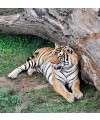 tigre cabarceno